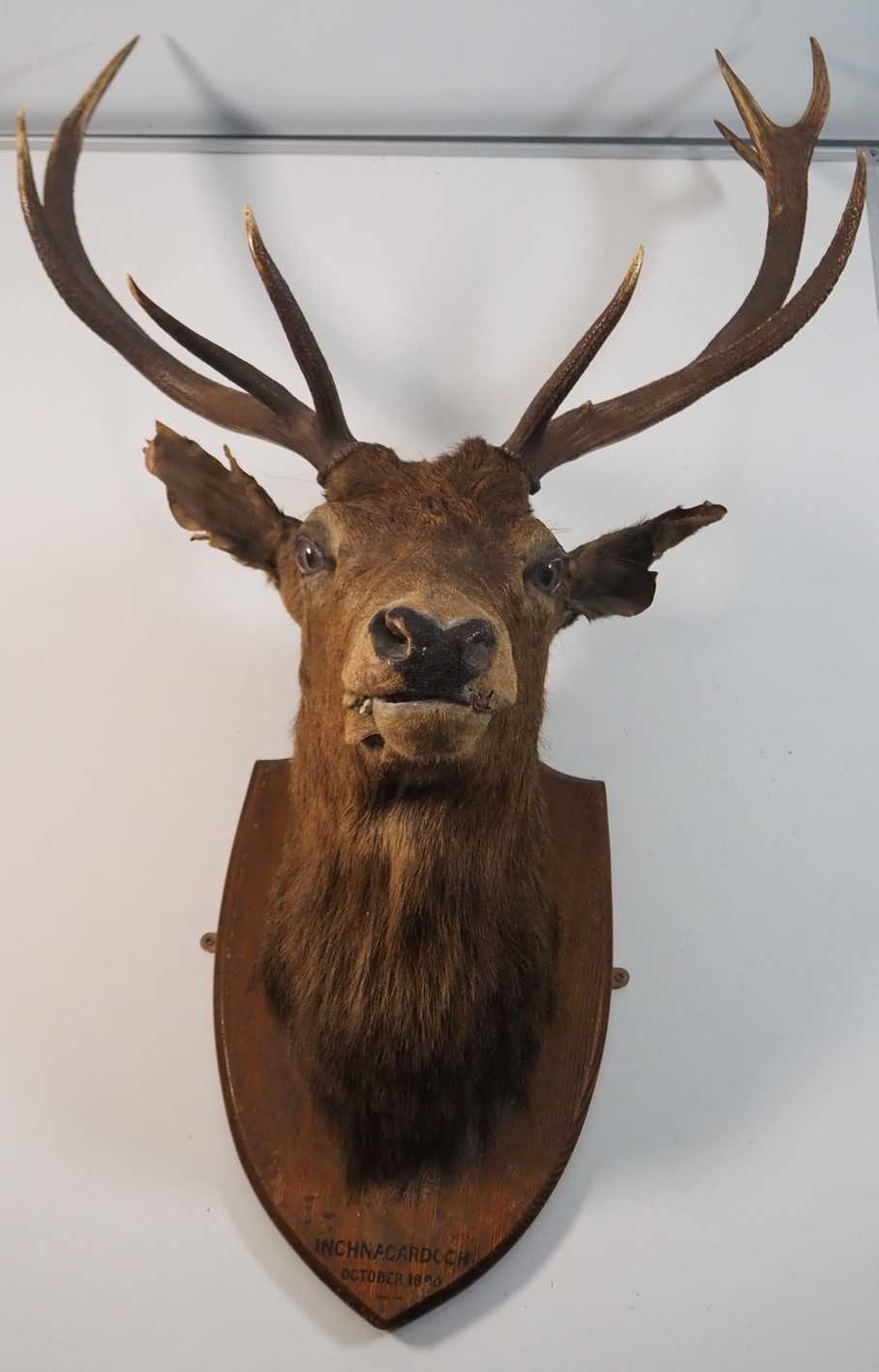 Lot 341 - A 19th century 9 point taxidermy Scottish Stag,...