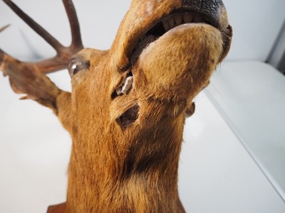 Lot 341 - A 19th century 9 point taxidermy Scottish Stag,...