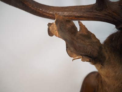 Lot 341 - A 19th century 9 point taxidermy Scottish Stag,...