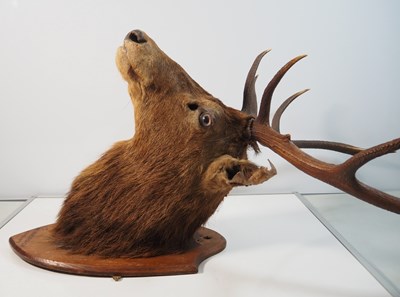 Lot 341 - A 19th century 9 point taxidermy Scottish Stag,...