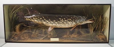 Lot 342 - A taxidermy pike 'Esox lucius' in naturalistic...