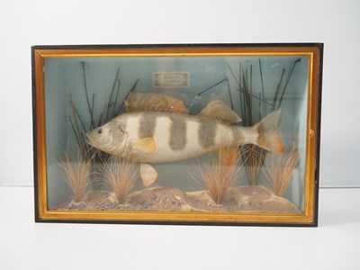 Lot 343 - A taxidermy perch 'Perca Fluviatilis' in...