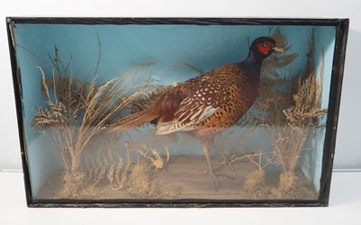 Lot 344 - A taxidermy pheasant 'Phasianus colchicus' in...